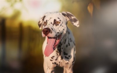 Dalmatian, cute dog, white dog with black spots, evening, sunset, pets, summer, dogs
