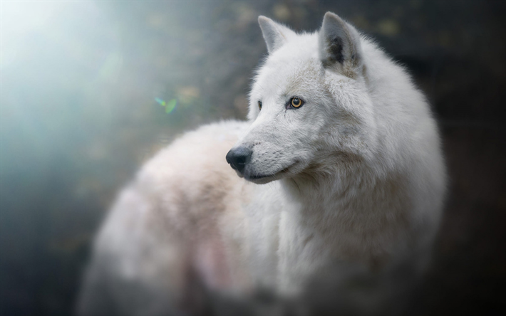 Lobo Polar, bokeh, a vida selvagem, floresta, lobo, Canis lupus tundrarum