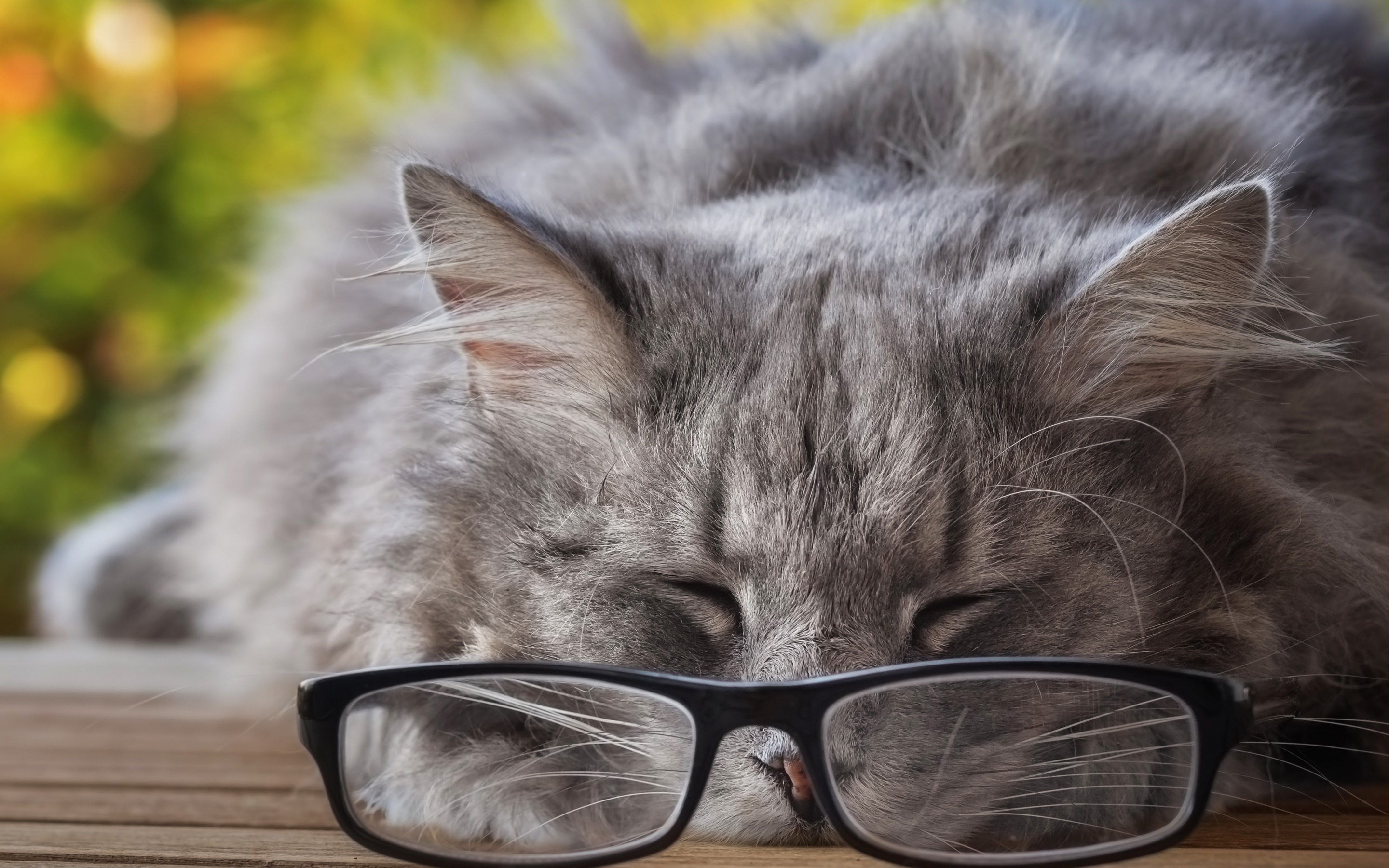 ダウンロード画像 グレーでふかふかの猫 メガネ 疲れた猫 かわいい動物たち 眠り猫 イギリス猫 画面の解像度 x1800 壁紙 デスクトップ上