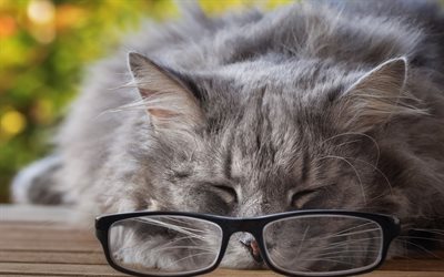 gray fluffy cat, glasses, tired cat, cute animals, sleeping cat, British cats