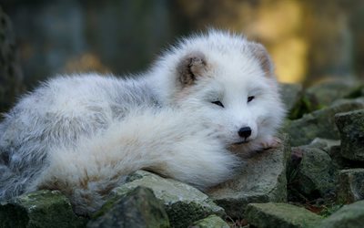 Arctic fox, polar fox, cub, cute animals, wildlife, white little fox