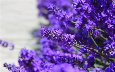 la lavande, floral, fond, fleurs violettes, fleurs sauvages