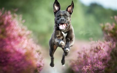 Pit Bull, un cane che corre, lavanda, cani, Pit Bull Terrier, grigio Pit Bull, animali domestici, Cane pitbull