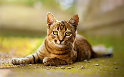 Toyger, lindo gato, animales, gato marr&#243;n, de la raza de gatos dom&#233;sticos, los gatos