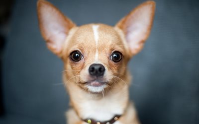 Chihuahua, close-up, cachorros, brown chihuahua, animais fofos, animais de estima&#231;&#227;o, Cachorro Chihuahua