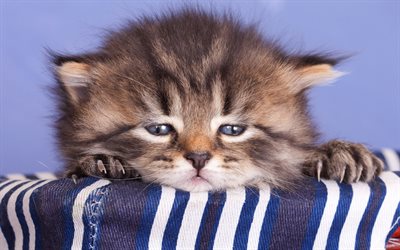 little cute kitten, striped little cat, funny animals, tired kitten, cats, American Shorthair cat, kittens