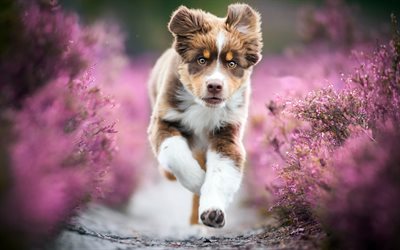 Australian puppy dog, puppy, small brown dog, pets, Aussie, running dog, cute animals, dogs