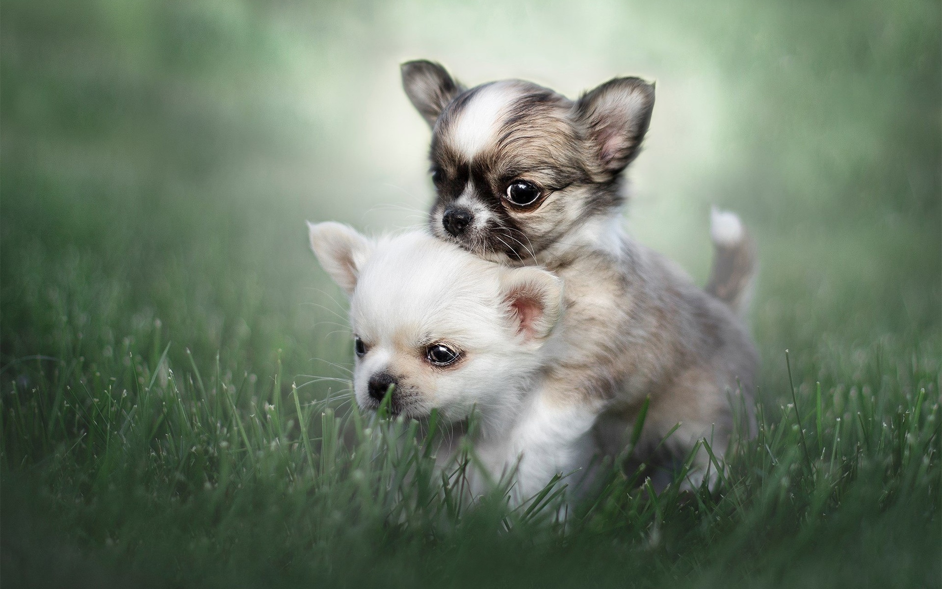 ダウンロード画像 チワワ 子犬 友好 犬 小さなチワワ 友達 芝生 かわいい動物たち ペット チワワ犬 画面の解像度 19x10 壁紙デスクトップ上