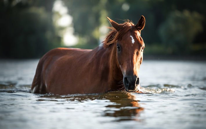 brown caballo, un r&#237;o, un caballo en el agua, hermosos animales, caballos
