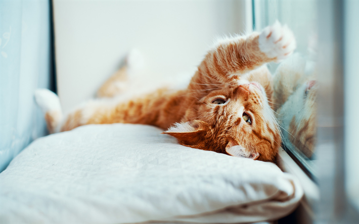 gato jengibre, animales divertidos, mascotas, un gato sobre una almohada, animales lindos, gatos