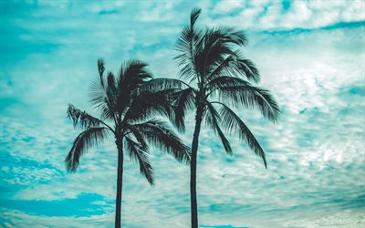 palmuja taivasta vasten, sunset, illalla, palmuja, trooppisia saaria, kes&#228;ll&#228;