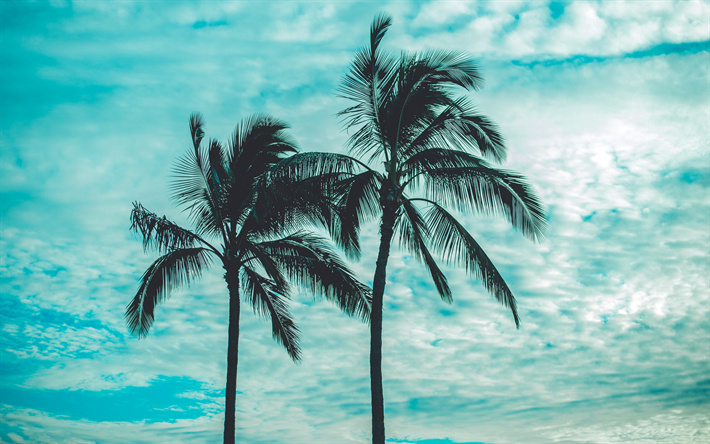 palm trees against the sky, sunset, evening, palm trees, tropical islands, summer