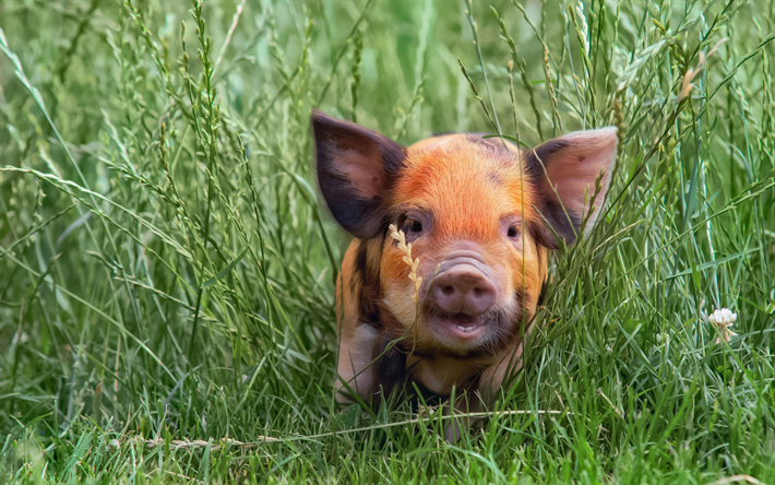 kleine schweinchen, kleines schwein im gras, niedliche tiere, lustige tiere, braun-schwein