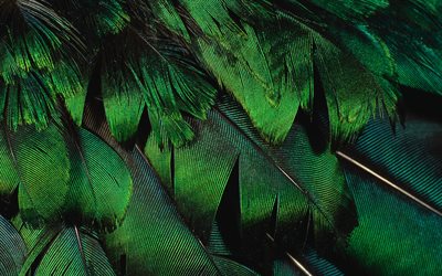 green feathers texture, feathers backgrounds, macro, feathers textures, green feathers background