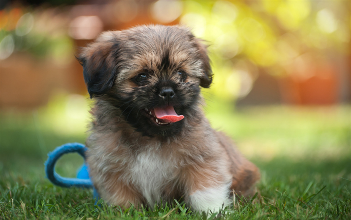 little fluffy puppy, small dog, pets, puppies, dogs, cute animals