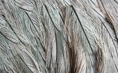 plumas grises de textura, fondo con plumas, de color gris textura, plumas grises