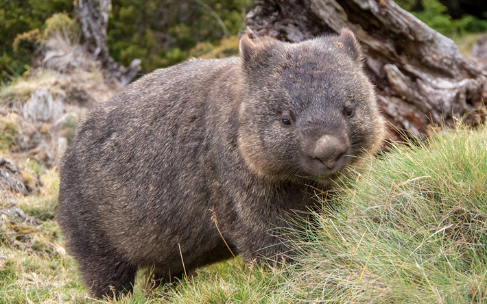 Wombat, marsupiais, animais fofos, animais selvagens, a vida selvagem, Austr&#225;lia