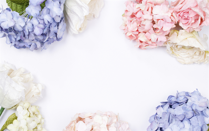 floral frame, white background, hydrangea, roses, beautiful flowers, frame of flowers, blue hydrangea, pink hydrangea