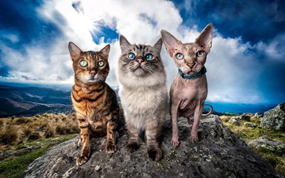 Gatto birmano, la Sfinge Gatto, gatto del Bengala, animali, gatti, animali simpatici, tre gatti