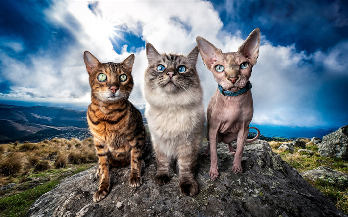 ミャンマーの猫, スフィンクス猫, ベンガル猫, ペット, 猫, 野生動物, かわいい動物たち, 三匹の猫