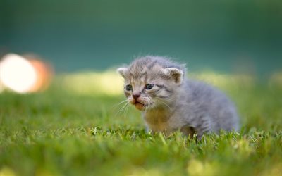 Scottish Fold, kitten, bokeh, domestic cat, pets, gray cat, Small Scottish Fold, cute animals, cats, cute cat, Gray Scottish Fold