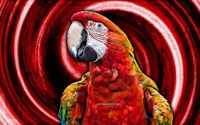 4k, arara vermelha, fundo vermelho grunge, papagaio vermelho, Ara macao, v&#243;rtice, criativo, papagaios, Ara