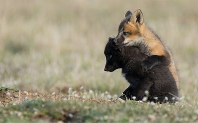foxes, little foxes, wildlife, field, black fox, fox