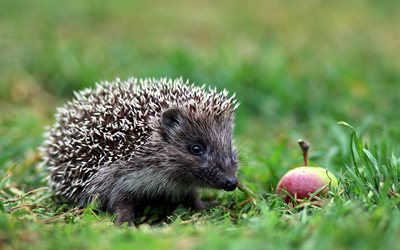 hedgehog, forest, green grass, apple, cute animals