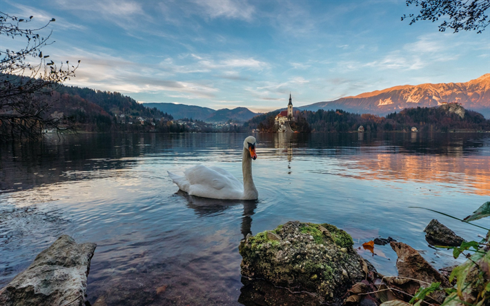 Bled lake, Alps, sunset, mountain landscape, white swan, lake, Slovenia, Bled