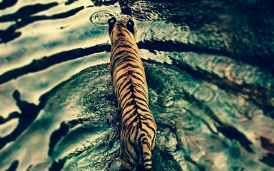 tigre, vista de cima, lago, predador, a vida selvagem, tigres