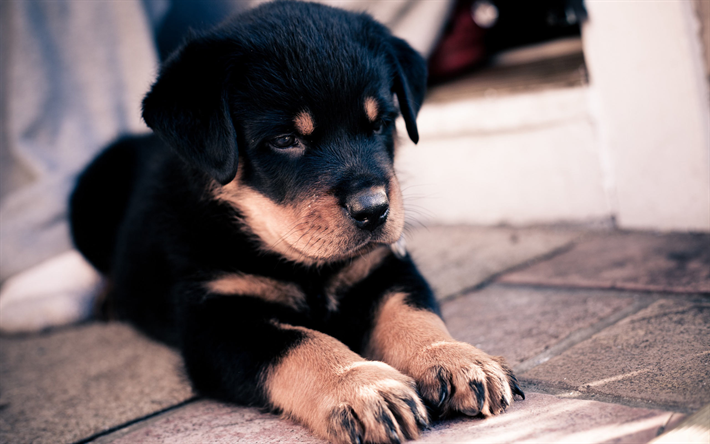 子犬, rottweiler, 小型犬, 黒子犬, かわいい動物たち, 犬