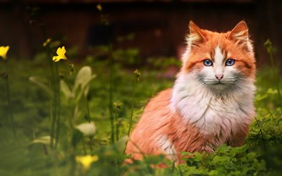 Maine Coon, green grass, ginger cat, fluffy cat, cute animals, ginger Maine Coon, pets, cats, domestic cats, Maine Coon Cat