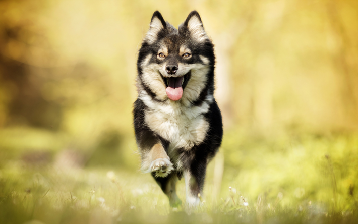 Swedish Lapphund, Spitz, running dog, pets, autumn, dogs