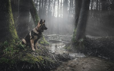 German Shepherd, autumn, bokeh, cute animals, forest, dogs, river, German Shepherd Dog, pets