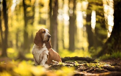 basset hound, marr&#243;n perro blanco, oto&#241;o, parque, las hojas amarillas, perro