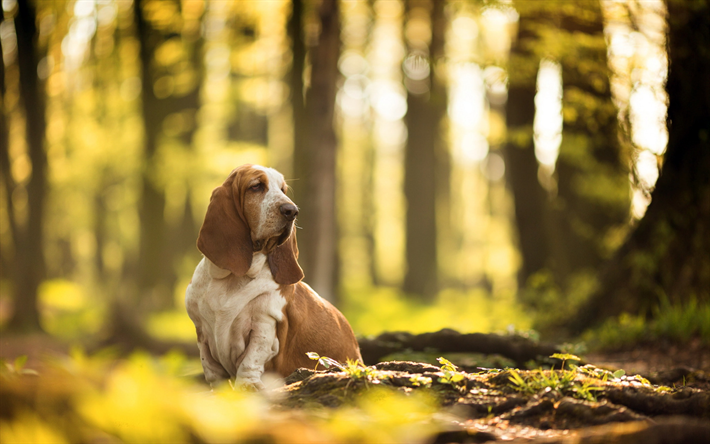 basset hound, marrom c&#227;o branco, outono, parque, folhas amarelas, cachorro