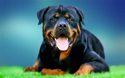 Rottweiler, big black dog, pets, green grass, dog on the grass, dogs