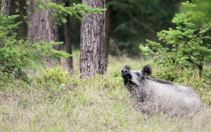 wild boar, forest, pig, gray boar, forest animals