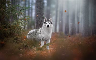 husky, big white dog, forest, autumn, yellow leaves, cute animals, pets, dogs