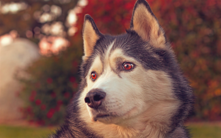 Husky, close-up, mascotas, oto&#241;o, animales lindos, Husky Siberiano, bokeh, lindo perro, perros, Perro Husky Siberiano