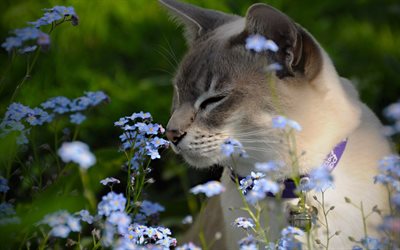 Tonkinese Cat, close-up, cats, blue flowers, bokeh, cute animals, Tonkinese