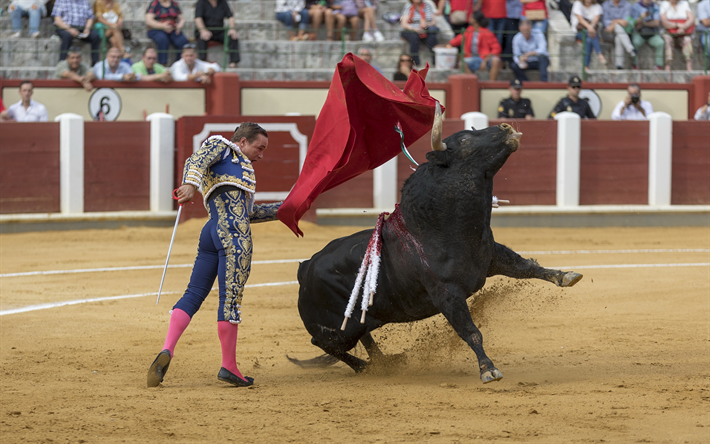 Spanish matador, Bullfighting, red cloth, black bull, Torero, dangerous hobbies