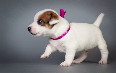 jack russell terrier, little puppy, white small dog, gift, cute animals, puppies, pets