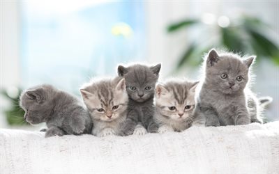 small gray kittens, British shorthair cats, family, fluffy kittens, cute animals, pets, cats