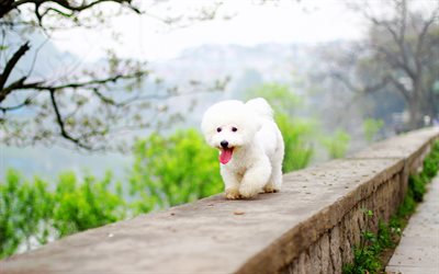 Bichon Frise, park, pets, dogs, Bichon Frise Dog, white dog, cute animals