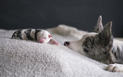 Australian Shepherd, small newborn puppy, Aussie, white dog, cute animals, pets, dogs