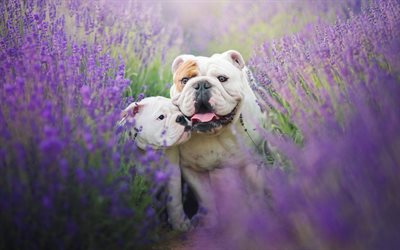 English Bulldog, family, cute animals, pets, mother and cub, lavender, English Bulldog Dogs