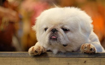 Pekingese, small fluffy puppy, cute animals, pets, white puppy, dogs, Chinese breed of dogs