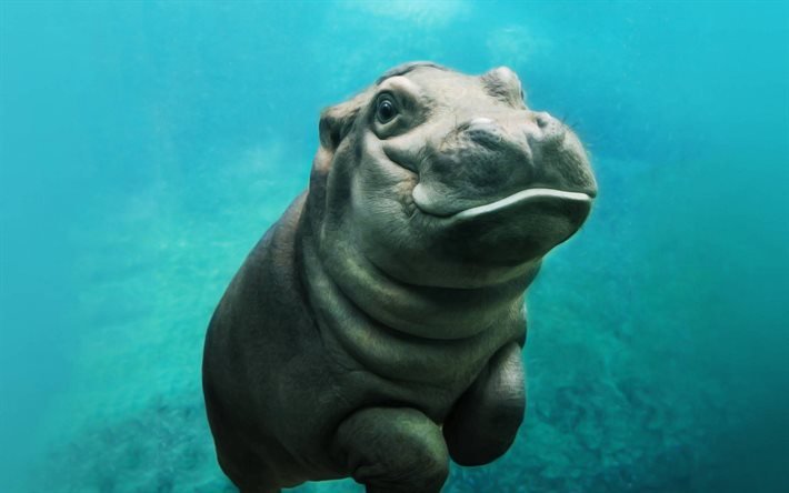 petit hippopotame, sous l’eau, animaux mignons, hippopotame b&#233;b&#233;, Hippopotame, faune, petits animaux, hippopotames