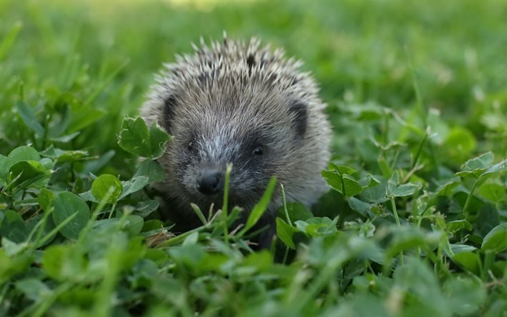 hedgehog, wildlife, green grass, hedgehog in the grass, cute animals